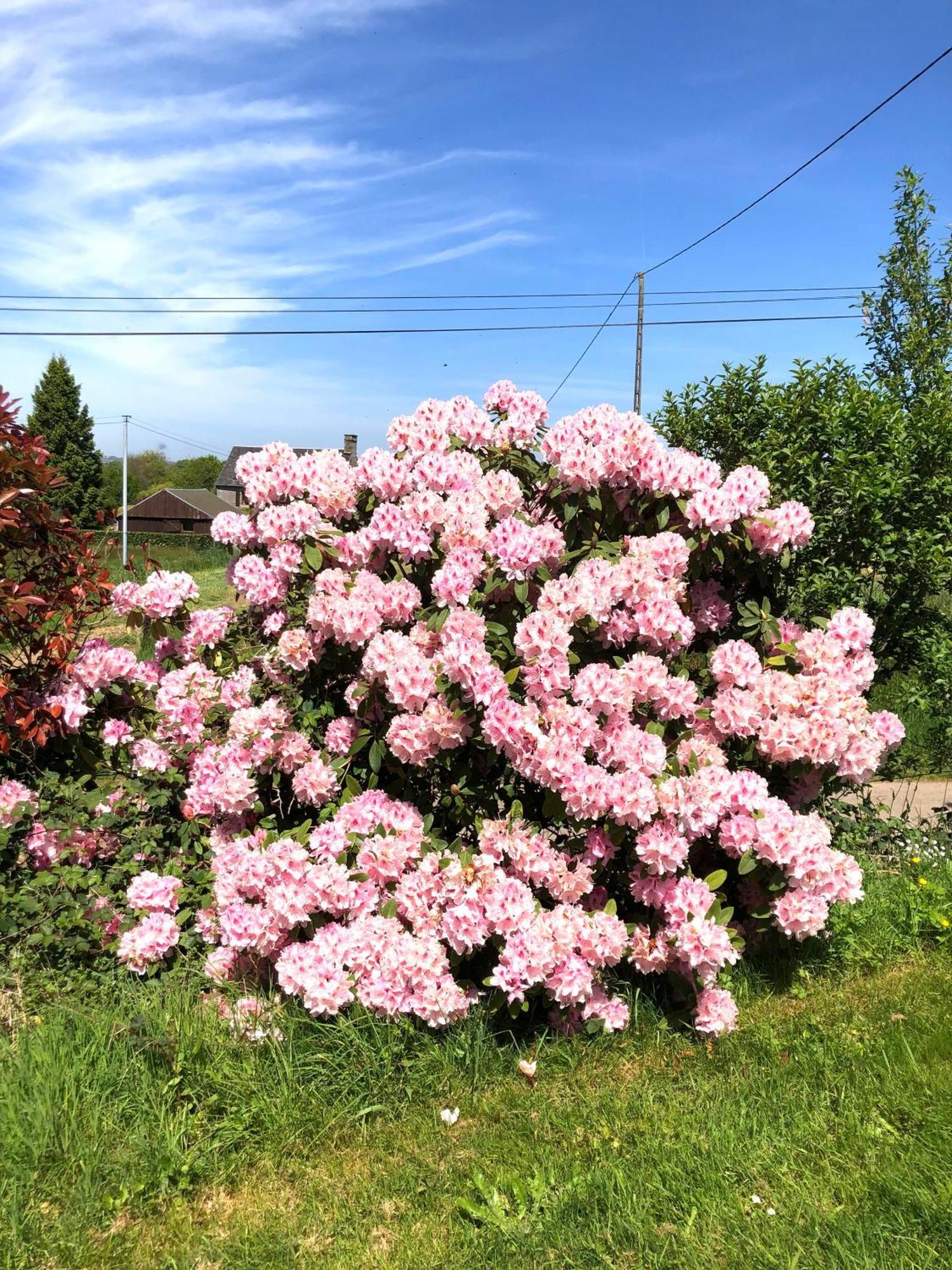 La Blanche Roche Bed & Breakfast Sourdeval Bagian luar foto